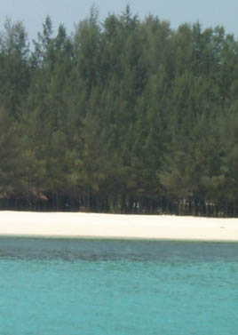 Coral Island