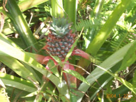 Ananas