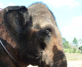 Elefant