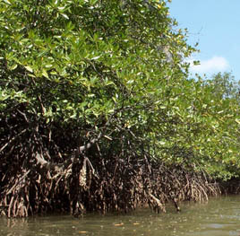 Mangrovetrsk