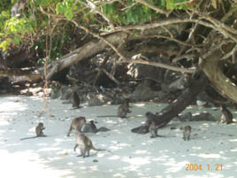 Monkey Beach