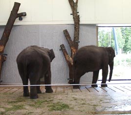 Sega elefanter