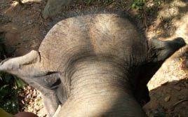 Elefantnacke