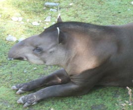 Tapir