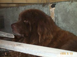 Nalle under verandan