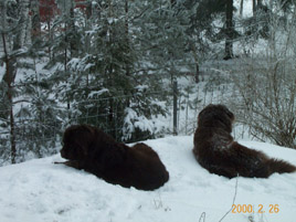 Vinter