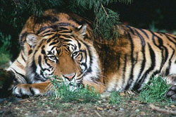 Tiger orginal